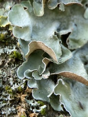 Pleurosticta acetabulum