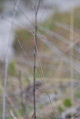 Magnoliopsida