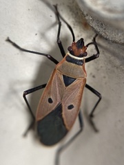 Dysdercus sidae