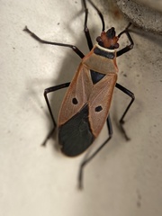 Dysdercus sidae
