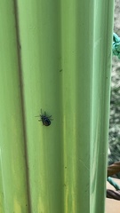Gastrophysa atrocyanea