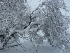 Eucalyptus pauciflora niphophila