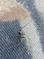Camponotus micans
