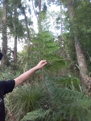 Hypolepis dicksonioides