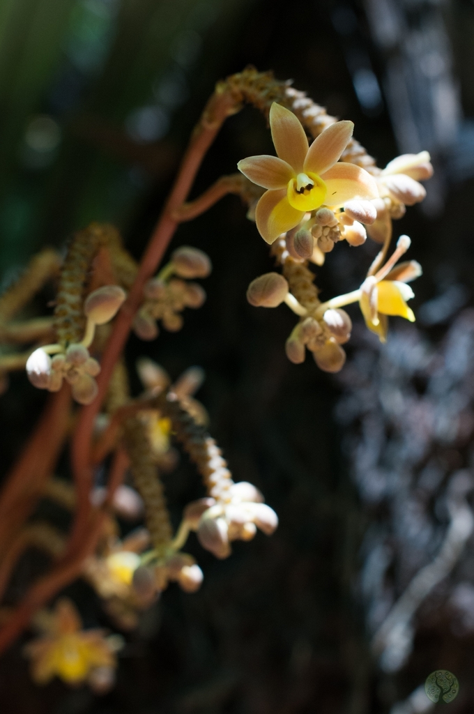 Cyrtosia integra (Cyrtosia integra)