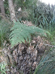 Hypolepis dicksonioides