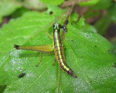 Paramastax annulipes