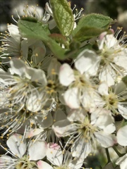 Prunus subcordata