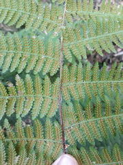 Hypolepis dicksonioides