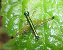 Paramastax annulipes