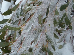 Eucalyptus pauciflora niphophila