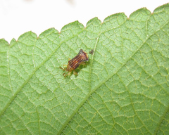 Uroplata fulvopustulata