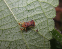 Uroplata fulvopustulata