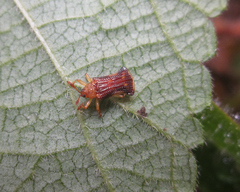 Uroplata fulvopustulata