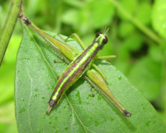 Paramastax annulipes