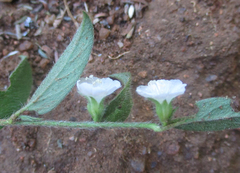 Seddera capensis image