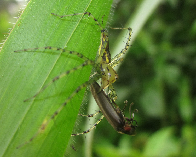 Peucetia cayapa