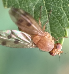 Homoneura