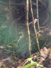 Enicurus ruficapillus