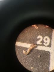 Astrorhizida