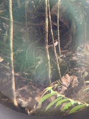 Enicurus ruficapillus