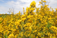 Ulex micranthus