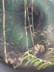 Enicurus ruficapillus