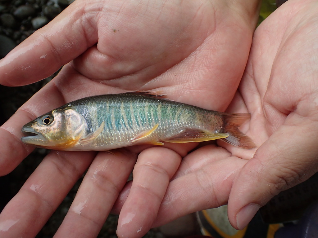 Taiwan torrent carp (Opsariichthys pachycephalus) — Cyprinidae