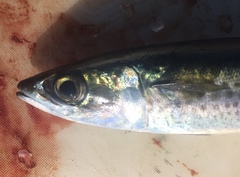 Scomber australasicus