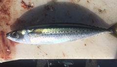 Scomber australasicus