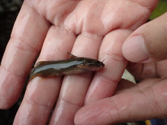 Tachysurus brevianalis