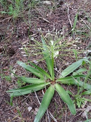 Scilla peruviana elongata