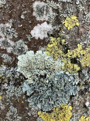 Flavoparmelia soredians