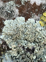 Flavoparmelia soredians