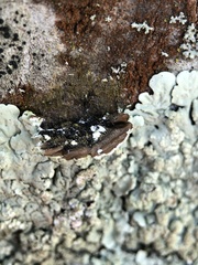 Flavoparmelia soredians