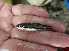 Microphysogobio alticorpus