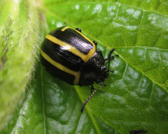 Cosmogramma kinbergi