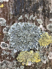 Punctelia subrudecta