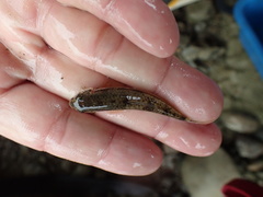 Microphysogobio alticorpus