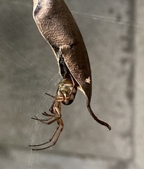 Phonognatha graeffei