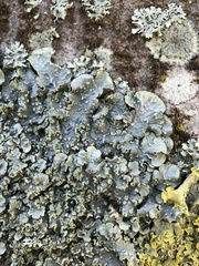 Punctelia subrudecta