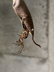 Phonognatha graeffei