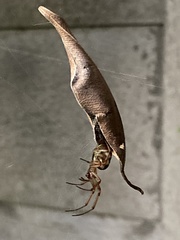 Phonognatha graeffei