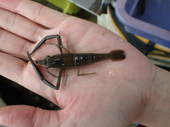 Macrobrachium asperulum