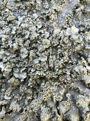 Punctelia subrudecta