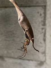 Phonognatha graeffei