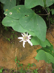 Passiflora punctata