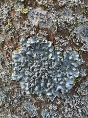 Punctelia borreri