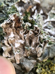 Punctelia subrudecta