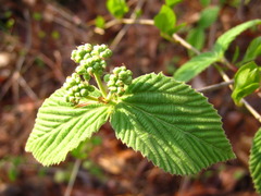 Viburnum erosum